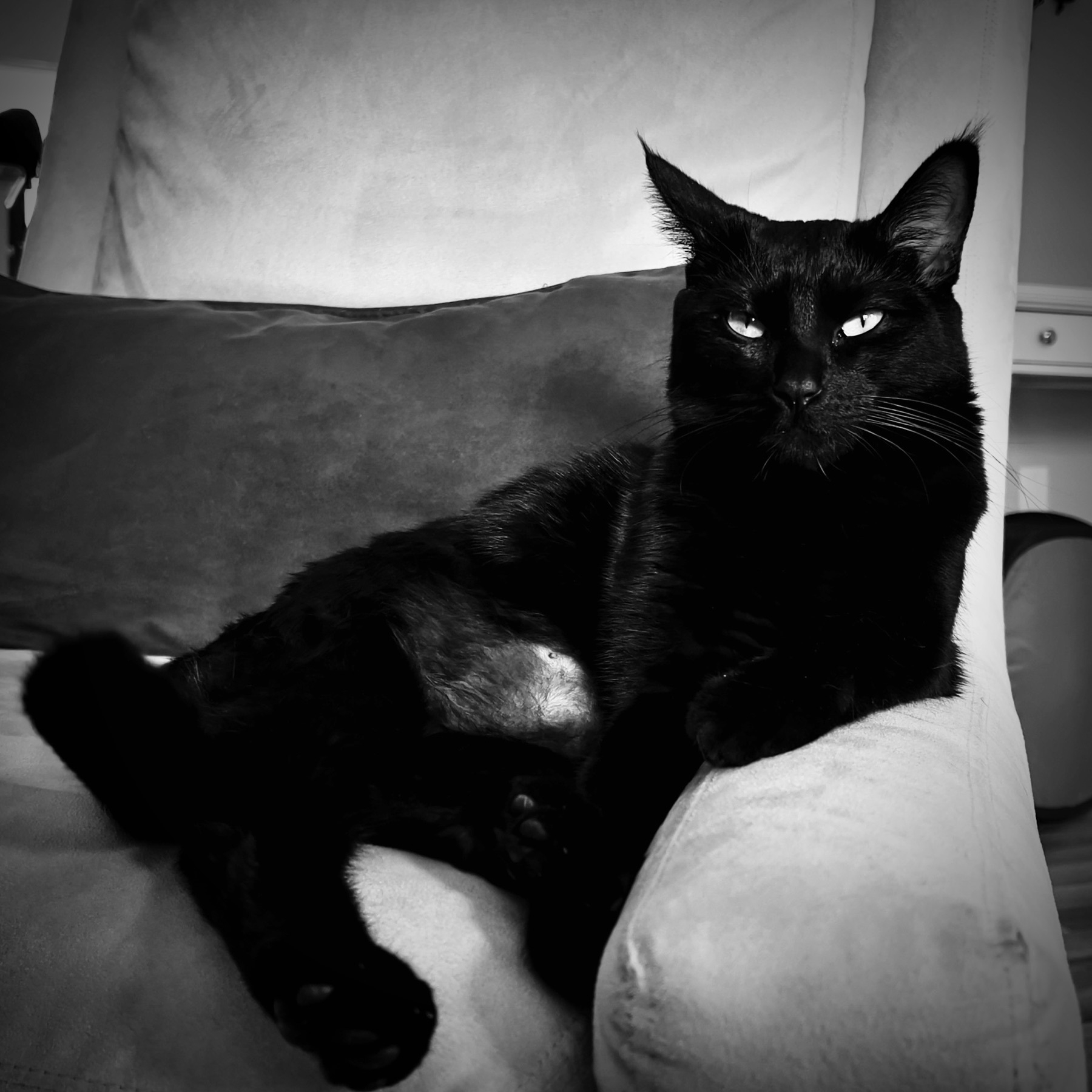 Black cat reclining on chair