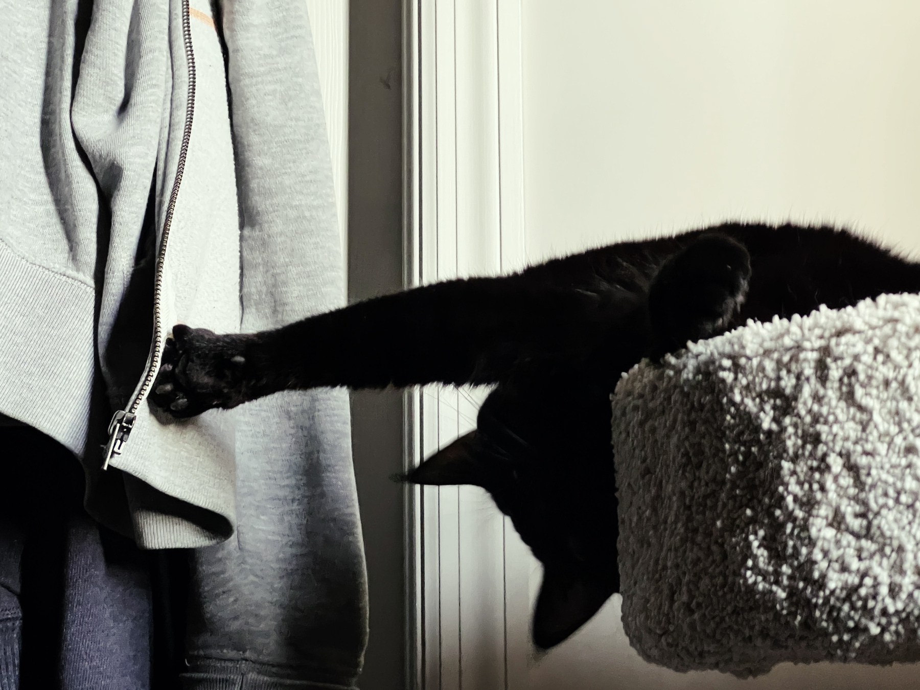 Black cat stretching from the top of a cat tower to play with the zipper of a grey hoodie hanging on a door close by. 