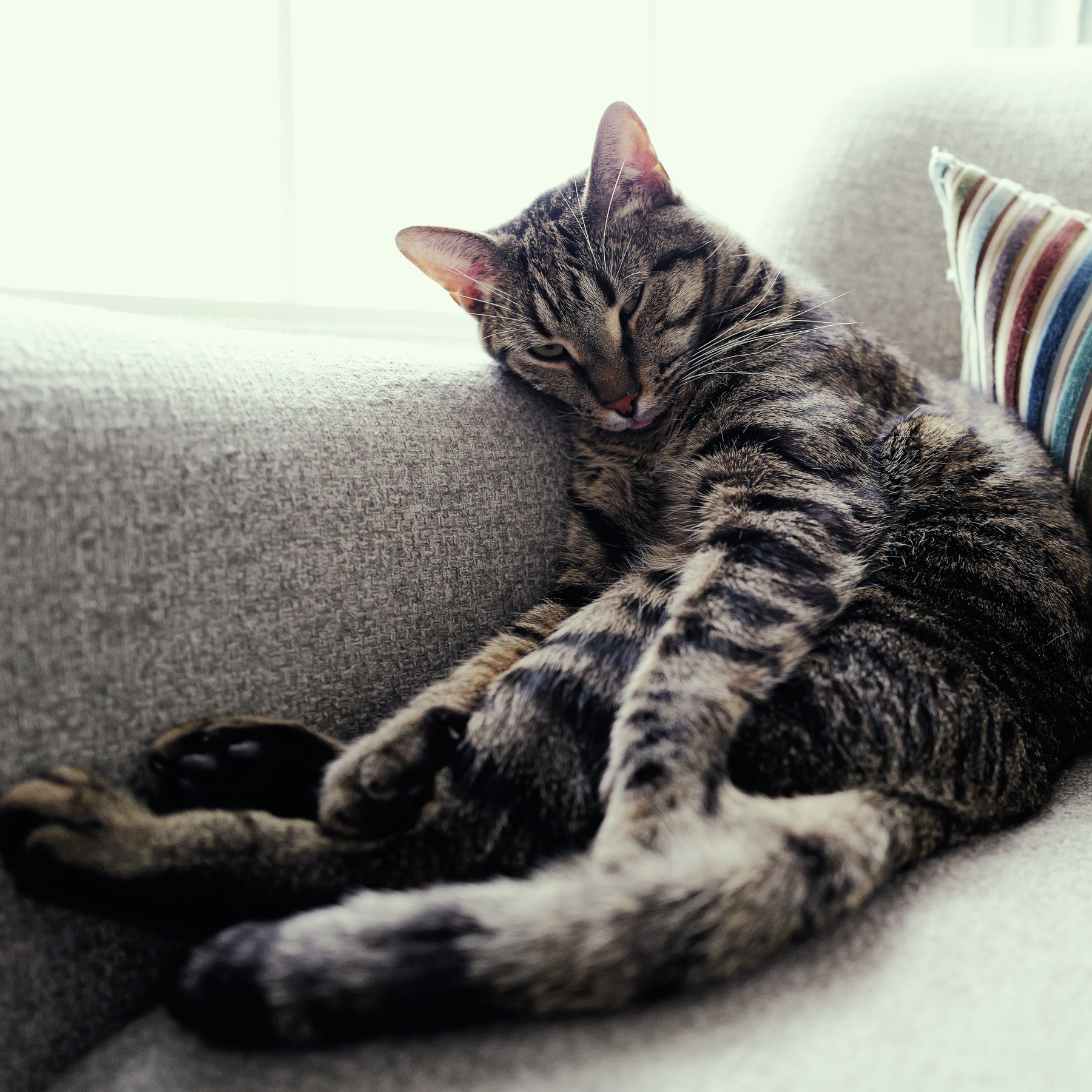 Striped cat lounging comfrotably on a chair, against its arm with a striped pillow.